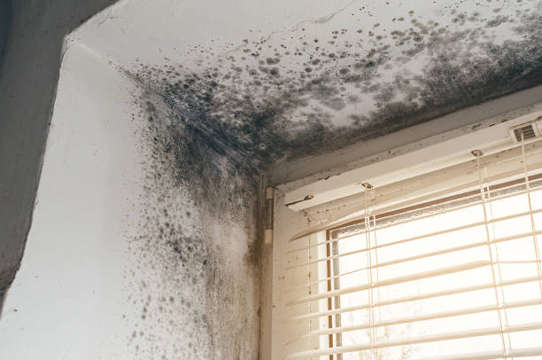 Affordable Mold Removal solutions in Meyersdale, PA