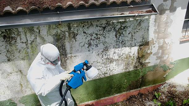 Top rated local Mold Removal specialists in Meyersdale, PA